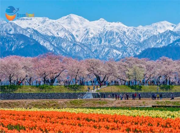 Tour Nhật Bản Thiết Kế Đặc Biệt 2026: Bộ Tứ Mùa Xuân